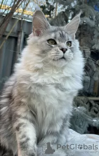 Photo №4. I will sell maine coon in the city of Taganrog. from nursery - price - 391$