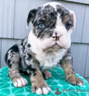 Photo №2 to announcement № 55321 for the sale of english bulldog - buy in Sweden private announcement