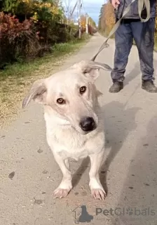 Additional photos: Metis Corgi, a very touching and kind teenage dog