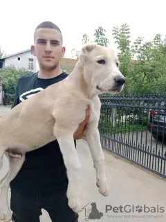 Additional photos: Central Asian Shepherd