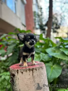 Additional photos: Selling three Chihuahua boys with official documents and vaccinated