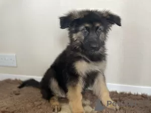 Photo №2 to announcement № 123487 for the sale of german shepherd - buy in Finland private announcement, breeder