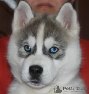 Photo №1. siberian husky - for sale in the city of Sevastopol | 198$ | Announcement № 9619