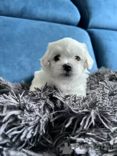 Photo №2 to announcement № 77818 for the sale of maltese dog - buy in United States private announcement