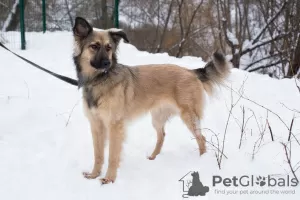 Photo №4. I will sell non-pedigree dogs in the city of Москва. private announcement - price - Is free