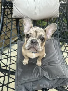 Additional photos: French bulldogs