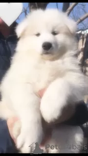 Photo №3. Samoyed puppies. Moldova