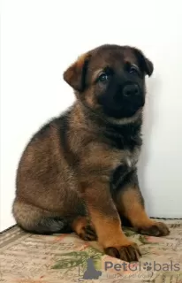 Photo №4. I will sell german shepherd in the city of Ashdod.  - price - 60008000$