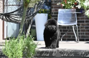 Photo №3. Newfoundland puppy. Lithuania