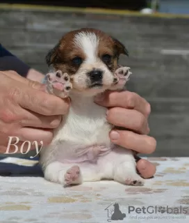 Photo №1. jack russell terrier - for sale in the city of Minsk | 240$ | Announcement № 20446