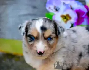 Photo №2 to announcement № 123107 for the sale of australian shepherd - buy in Australia breeder