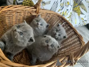 Photo №3. Scottish Fold Kittens For Sale. Finland