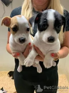 Photo №3. Gorgeous jack russell puppy. Finland