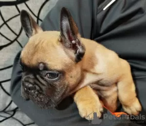 Additional photos: French bulldog