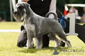 Photo №2 to announcement № 99533 for the sale of standard schnauzer - buy in Russian Federation private announcement, breeder