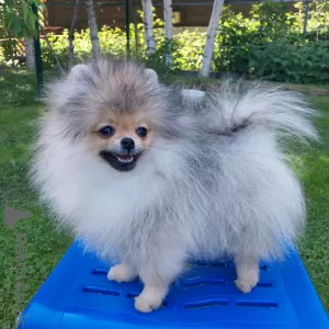 Photo №4. I will sell pomeranian in the city of Vsevolozhsk. breeder - price - 846$