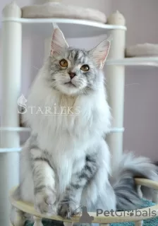 Photo №1. maine coon - for sale in the city of St. Petersburg | negotiated | Announcement № 19560