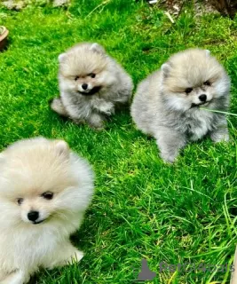 Photo №1. pomeranian - for sale in the city of Berlin | Is free | Announcement № 126560