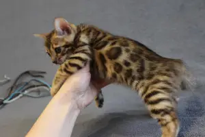 Photo №2 to announcement № 343 for the sale of bengal cat - buy in Poland private announcement, from the shelter, breeder