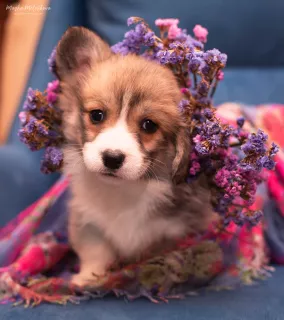 Additional photos: Welsh corgi pembroke puppies