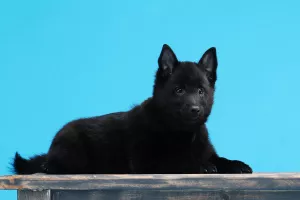 Additional photos: Schipperke male