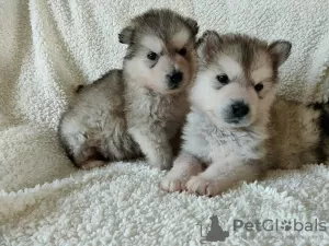 Photo №1. alaskan malamute - for sale in the city of Leipzig | 188$ | Announcement № 129927