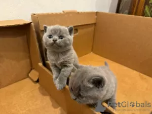 Photo №4. I will sell british shorthair in the city of Larnaca. breeder - price - 475$