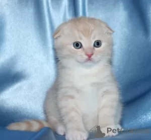 Photo №1. scottish fold - for sale in the city of Charleroi | negotiated | Announcement № 130705