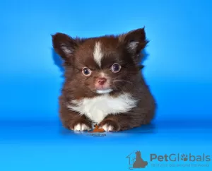 Additional photos: Very beautiful, breed boy Chihuahua of exclusive color.