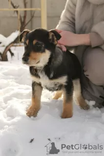 Photo №2 to announcement № 9164 for the sale of non-pedigree dogs - buy in Belarus from the shelter