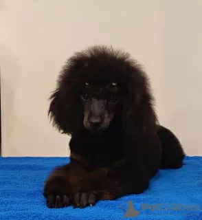 Photo №2 to announcement № 124094 for the sale of poodle (dwarf) - buy in Russian Federation private announcement, from nursery, breeder