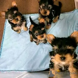 Photo №2 to announcement № 121584 for the sale of yorkshire terrier - buy in United States private announcement