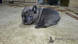 Additional photos: French bulldog puppies