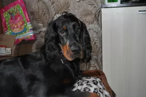 Photo №1. gordon setter - for sale in the city of St. Petersburg | 452$ | Announcement № 5756