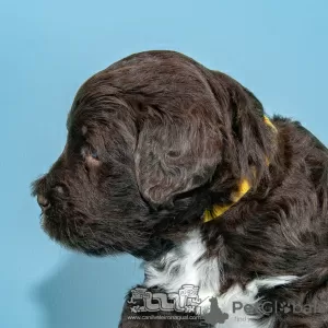 Photo №4. I will sell portuguese water dog in the city of Evora. breeder - price - negotiated