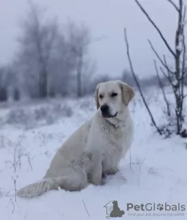 Photo №2 to announcement № 78615 for the sale of golden retriever - buy in Ukraine private announcement, breeder