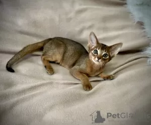 Photo №3. Abyssinian kittens. Belarus