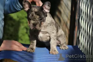 Additional photos: Exotic french bulldog puppies