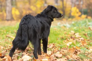 Additional photos: Metis Border Collie Teddy is looking for a loving host