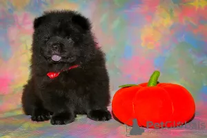 Photo №2 to announcement № 8037 for the sale of chow chow - buy in Russian Federation breeder