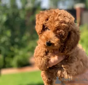 Photo №3. Toy Poodle kids. Germany