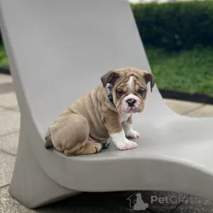 Photo №2 to announcement № 89084 for the sale of english bulldog - buy in Switzerland private announcement