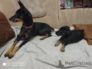 Additional photos: Miniature pinscher puppies for sale