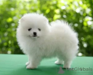 Photo №3. All white Pomeranian puppies available . Austria