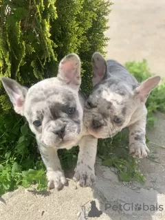 Additional photos: Hello french bulldog puppies for sale.