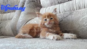 Additional photos: Maine Coon kittens