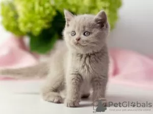 Photo №2 to announcement № 125401 for the sale of british shorthair - buy in Germany 