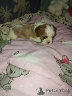 Additional photos: Girl and two boys Cavaliers