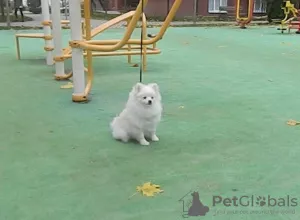 Photo №2 to announcement № 8128 for the sale of pomeranian - buy in Ukraine from nursery