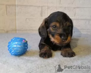 Additional photos: Dachshund puppies